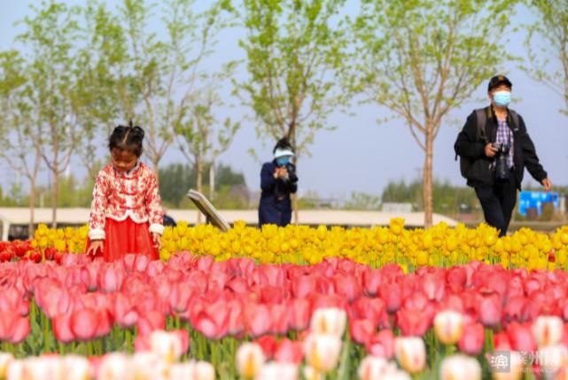 邹平：郁金香花开迎客来