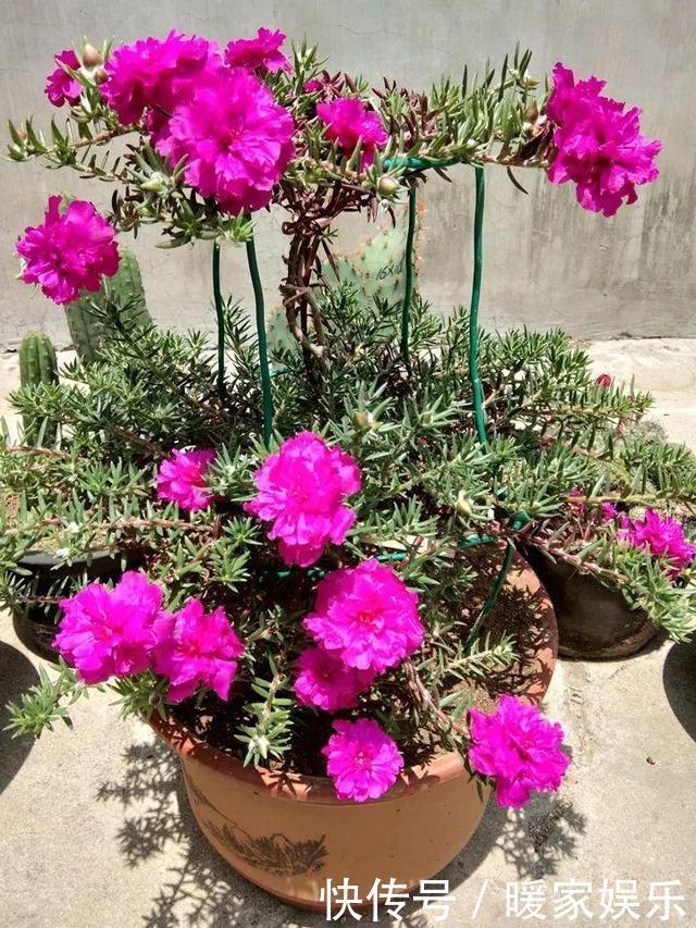 金枝玉叶又能派上“大用场”,嫁接几根太阳花,变成老桩“花柱”