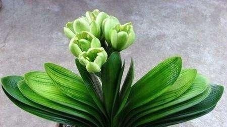 淘米|头次见用“它”浇君子兰,怪不得叶子又宽又绿,太实用了