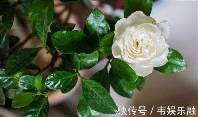 五个要点教你养栀子花,解决不开花,黄叶子,你也可以养好栀子花