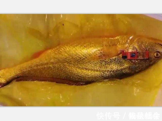 太少见,7斤重的野生黄花鱼,网友说,值多少钱