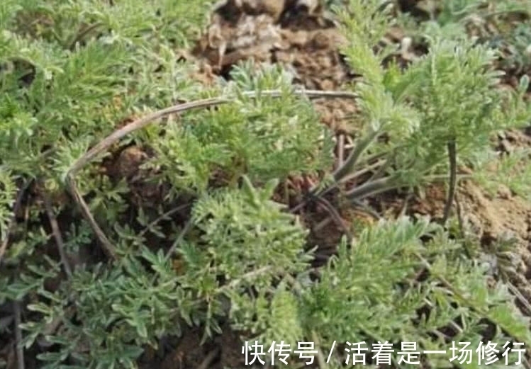 护肝草|这野菜摘下来直接就能吃，农户称它“护肝草”，过了4月份没得吃