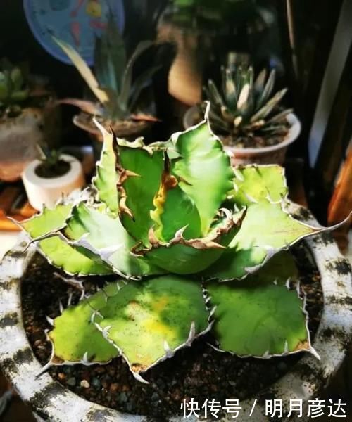 肉肉|乌木,龙舌兰,这2种多肉很霸气,家里养一盆,观赏价值相当高