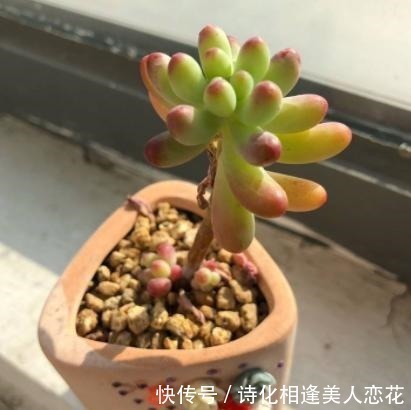 叶插|养花难不如盆栽多肉乙女心,既好看又好养,学会扦插法秒变多株