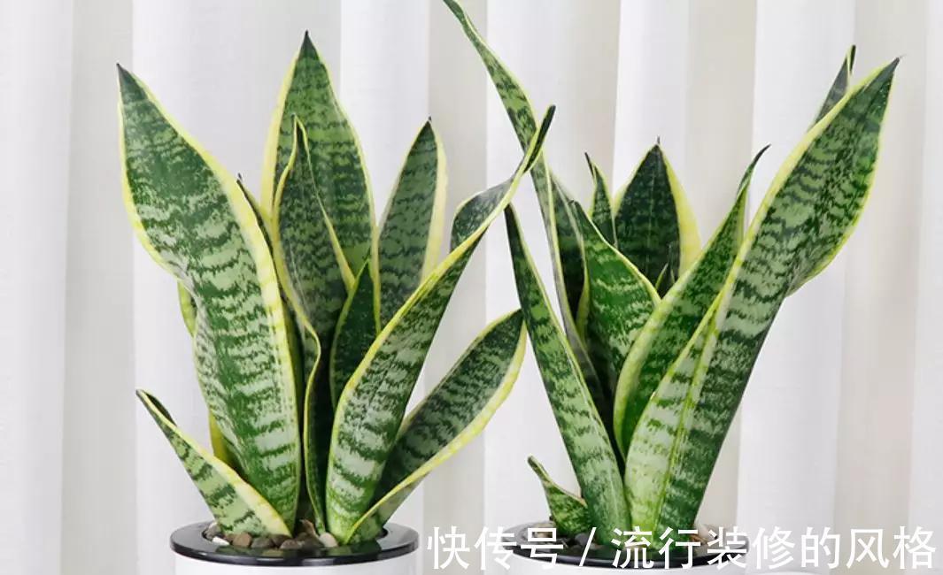 这5种植物不挑剔环境,好活又漂亮,园艺小白练手正合适