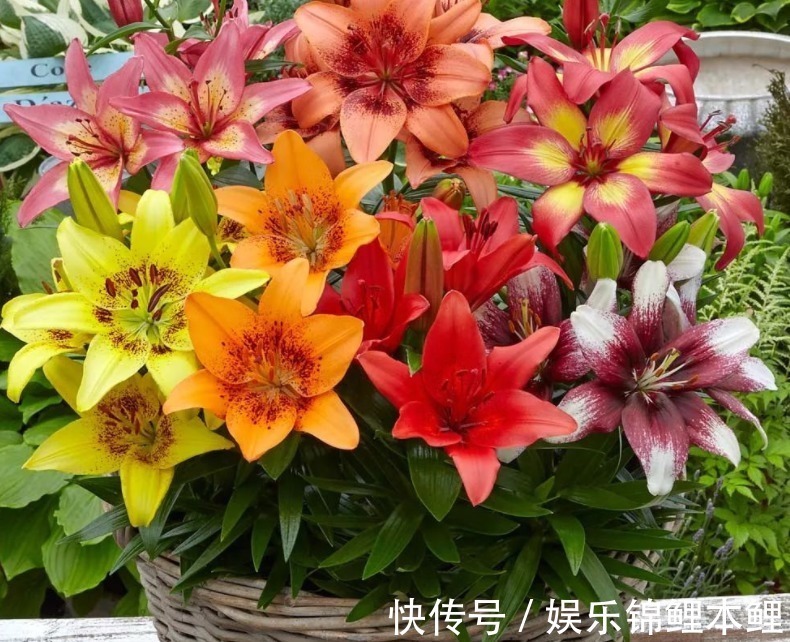 哪些花卉适合秋季盆栽,开花美、好管理?这4款首当其冲,值得