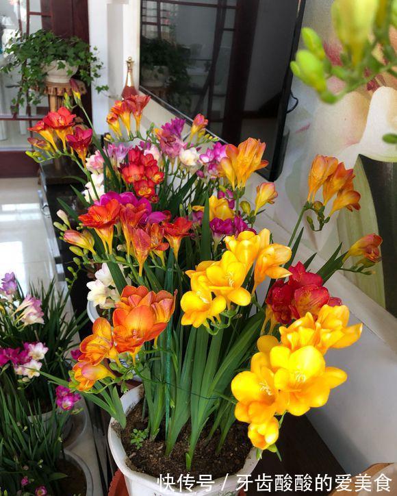 芦荟|6种“女人花”能吃又好闻,采花泡茶养容颜,女人养花,花养美女