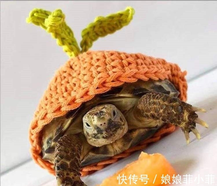 粪便袋|卖乌龟穿的毛衣?这些外贸企业员工不过百,生意遍天下