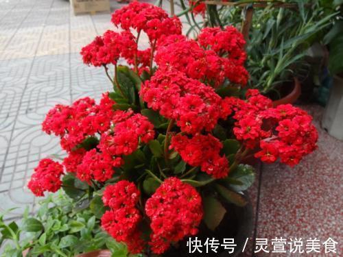 立冬将至,养花就养“此2种”,漂亮又好养而且一茬接一茬开不停