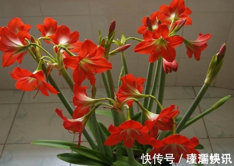 花草匠|养朱顶红,3个“禁忌”别触碰,否则叶子全黄,根系腐烂难开花