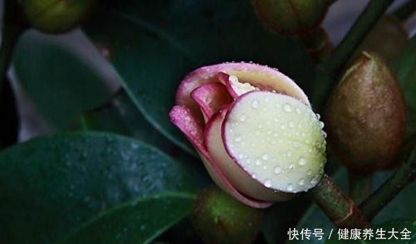 偶一|人称“天下第一香”!家里养一盆,芳香四溢精神好!