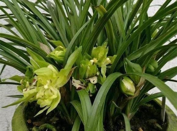 洒水|养兰花一年365天不偷懒,天天有花开,开到你不想要