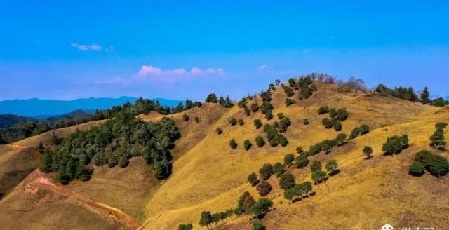 高山草甸诗画里，康养福地花事浓，周末快来看马樱花