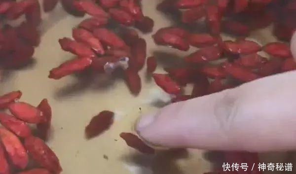一生|枸杞买回来究竟需不需要洗很多人第一步就做错了，学会受用一生！