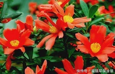 杜鹃红山茶|喜欢养护花卉,就养常年不落花,花开四季的花卉,比三角梅还好养