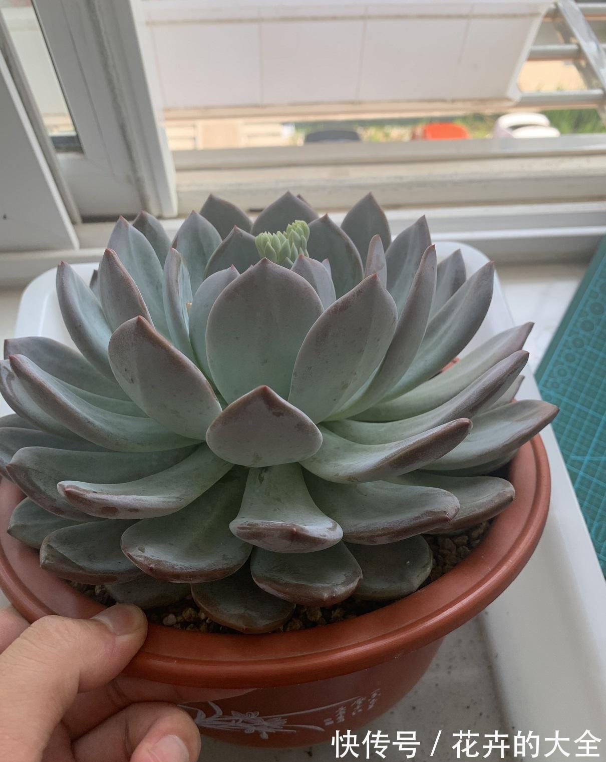 让多肉长得更大，换成大盆，用纯的泥炭土栽种，4个月就长大