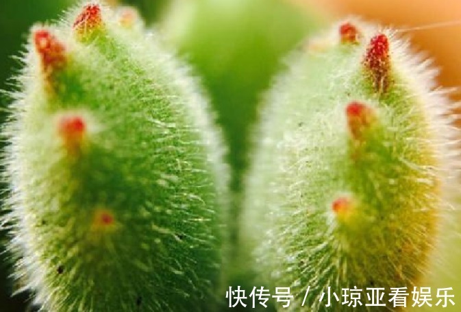 肥厚|养好熊童子不简单，做对以下这四件事，叶片肥厚又饱满