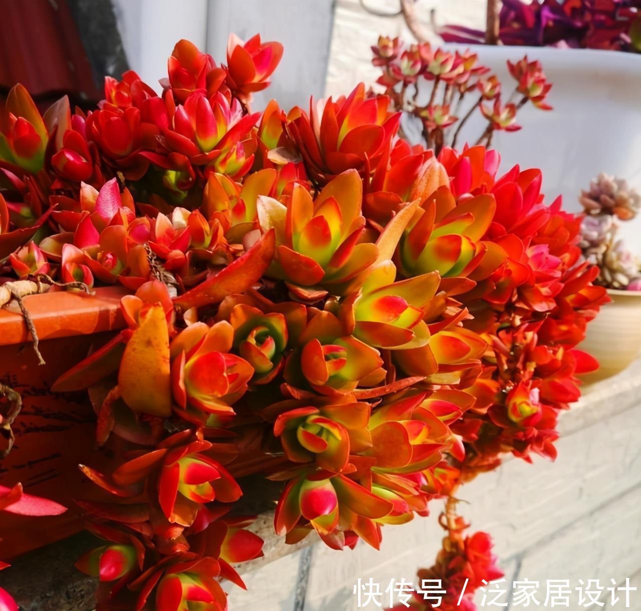 多肉|红色系多肉中经典品种火祭,挂起来养成垂吊桩,出了状态人见人夸