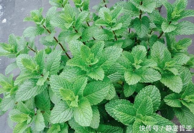 家庭养6种花“要当心”，容易出现“生物入侵”，天天起来要清理