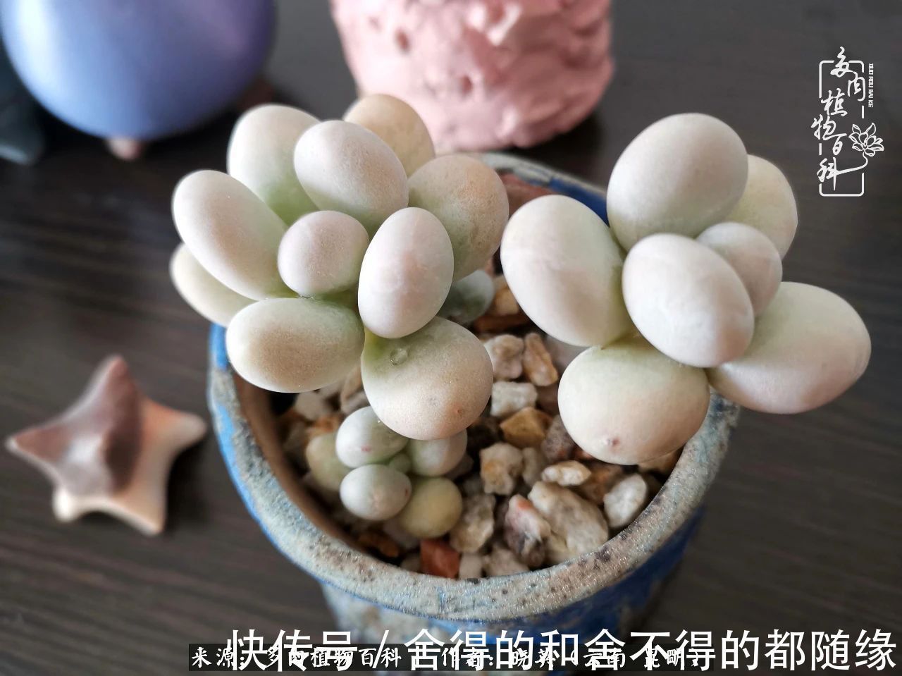 生活的本质就是爱,喜悦,和平!养多肉的快乐是金钱买不到的!