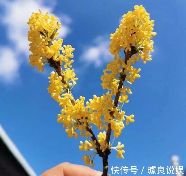 药酒|只用2种材料泡制的钓鱼药酒!钓鲫鱼效果显著,用法用量都在这