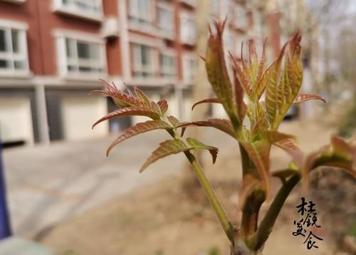 鲜木耳|10种焯水才能吃的食材，为了家人再忙也别省事，要转给家人看看