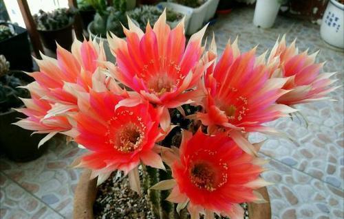 月季花|适合6月种植的花,35℃的高温照样生机勃勃,开花美好养护