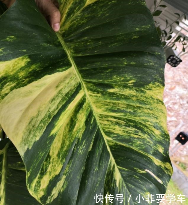 绿萝养久了,居然变成了龟背竹,还开背了!