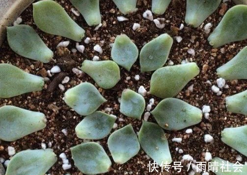多肉马库斯怎么叶插教你3个叶插小步骤,生根迅速长势更旺盛
