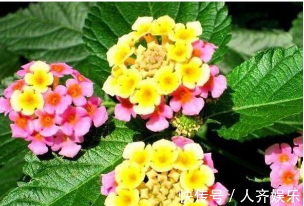 家里不能养的几种花，只放一盆，都会影响家人身体健康，了解一下