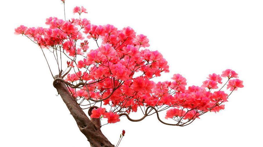 什么原因导致盆栽养不好呢,其实是你太勤快,不防懒一点