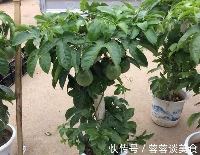 有1种“水果”,剪根枝条插土里,15天生根,结出果子“吃不完”