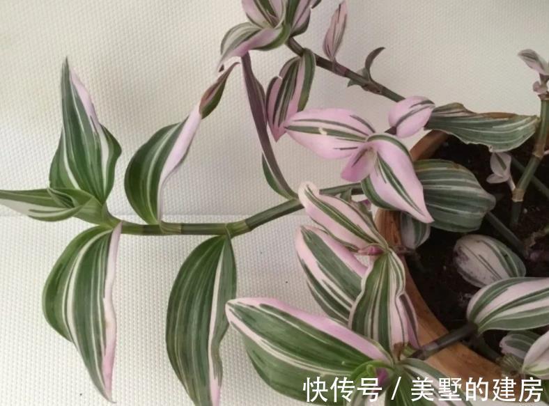 水溶肥|夏季给植物盆栽施肥,有3个忌讳点,做错了就会黄叶烂根