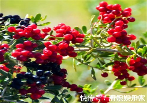 青葡萄|女性到了中年,推荐常吃以下食物,延缓衰老,早吃早好