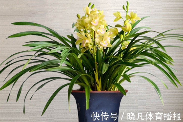 老师傅养兰花和君子兰从不乱施肥，就用三种，这才叫经验