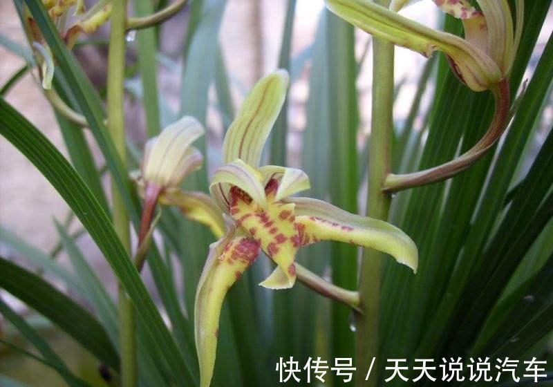 养兰花，并非越干净越好，此几种脏东西是养兰之宝