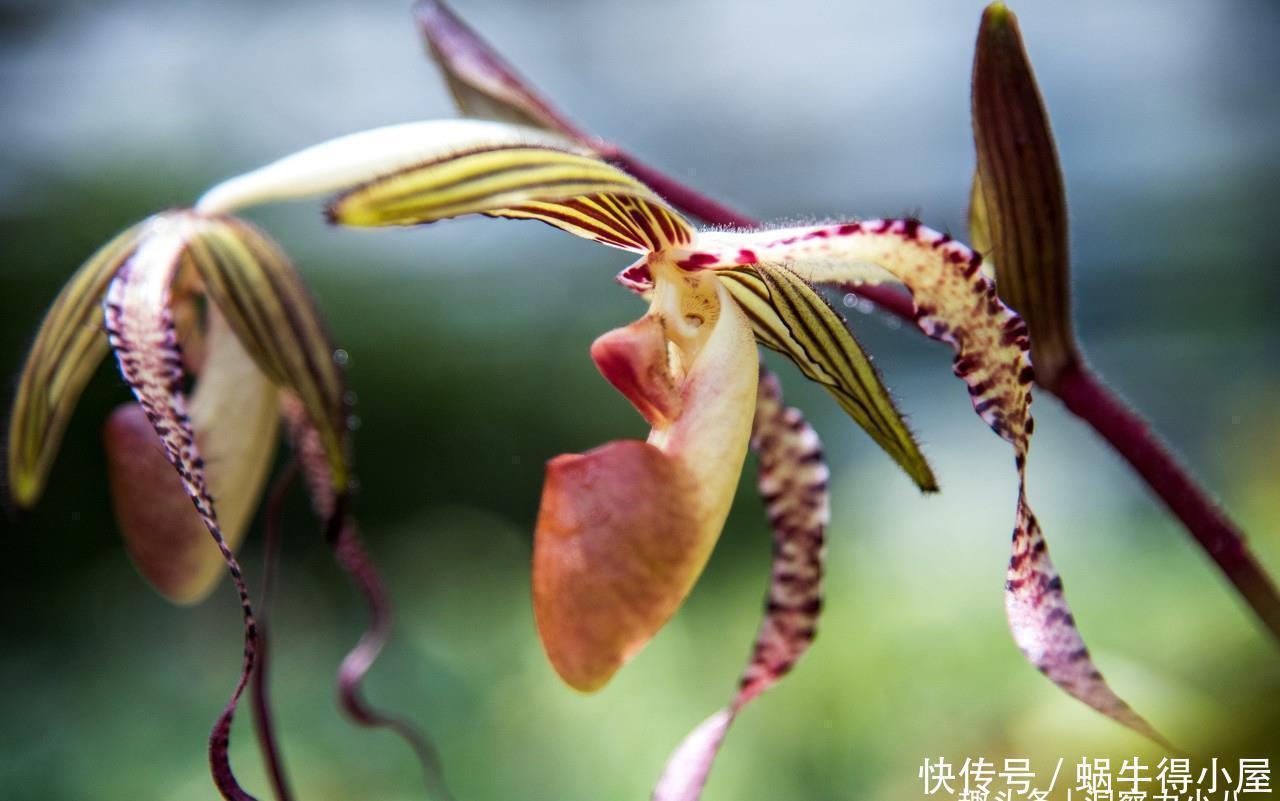根系|想让兰花早发芽，这“三位置”留点水，催出一圈苞，绽放层叠群兰
