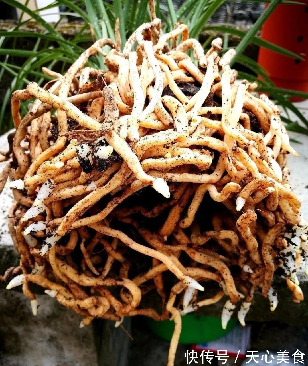 植料|春兰、蕙兰这样种植,4年不翻盆,也从没发现烂根