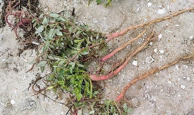 苋菜|人称“补血菜”，长在路边常忽视，根是极品中草药，记得摘回家