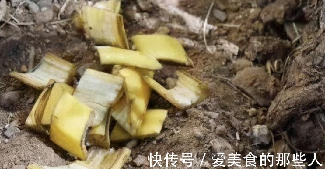 君子兰容易饿，盆里用3种肥，根系壮，片油绿，开花旺