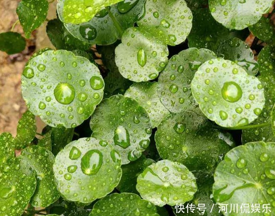 2月养花种草,面对着时冷时热的气候变化,园艺人该怎么做