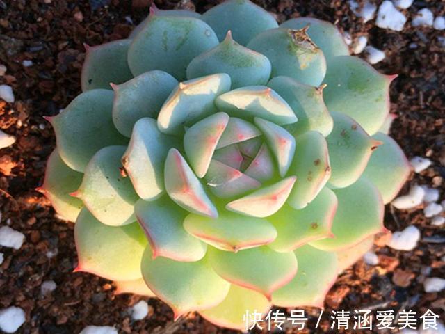 玉露|这“三多肉”最怕晒,遇强光易“摊大饼”,阴一点养成群生肉墩子