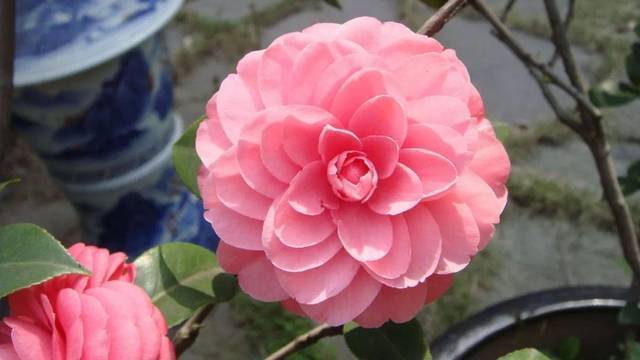 僵蕾|为何山茶花有花蕾但不开花?台长来说说山茶花的养护秘笈!