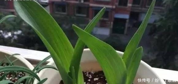 就可以|这种花像“酒杯”,不怕冷好养活,曾经的“天价花”,现在处处开