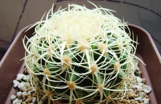 直径|6种多肉个头比脸大,天生就是“巨无霸”,没地盘别养它