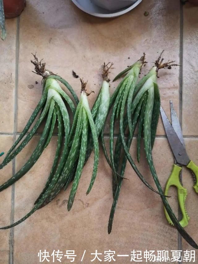 3种花不用扦插，掰下来就能活，1盆变10盆，懒人也能养