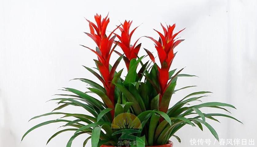 三种花是花卉中的吉祥三宝,花叶共赏繁华时尚,室内盆栽佳选