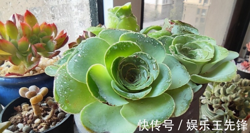给多肉换盆土期间,没有注意到这些,还不如不动手
