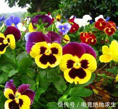 13种“漂亮花”,零下20度也冻不死它,大雪天依旧能开,又香又艳