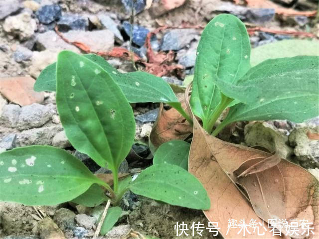 猪耳朵|农村有一种不起眼的野草,叶子与猪耳朵相似,市场售价5元一斤